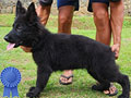Jual Herder All Black Long Hair