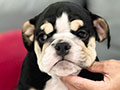 Jual English Bulldog Jantan