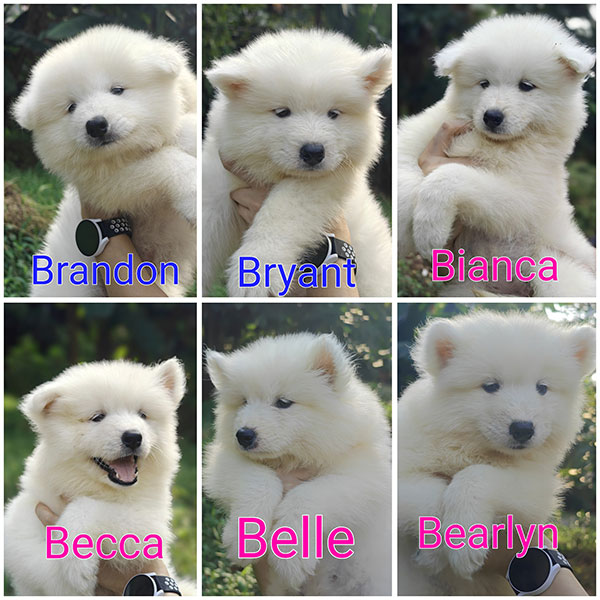 Dijual Anakan Samoyed