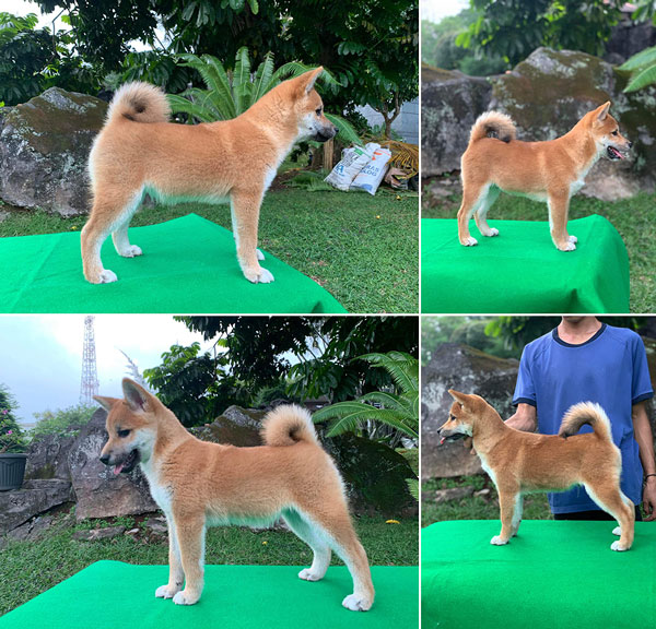 High Quality Shiba Inu