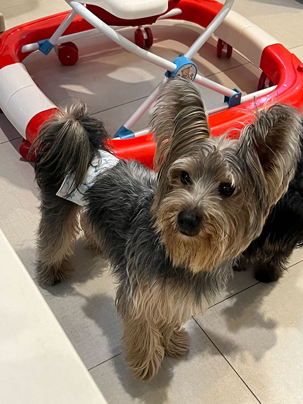 Jual Yorkshire Terrier Jantan