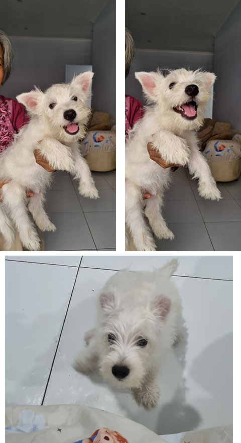 Dijual West Highland Terrier (Westie)