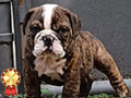 For Sale English Bulldog Male Puppy