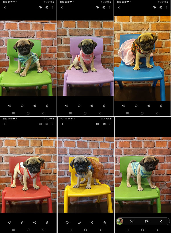 Jual Pug Puppy