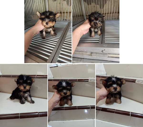Jual Anakan Torkshire Terrier Teacup Betina