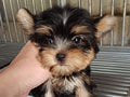 Jual Anakan Torkshire Terrier Teacup Betina