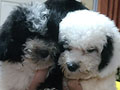 Super Cute Poodle Puppies Silver & Party