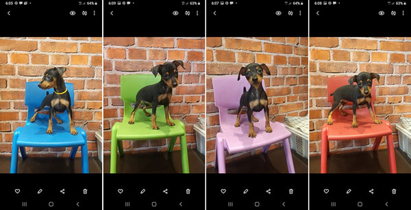 Jual Miniature Pinscher