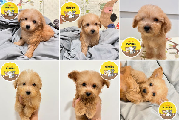 Apricot Gold Teacup Poodle