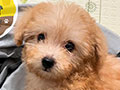 Apricot Gold Teacup Poodle