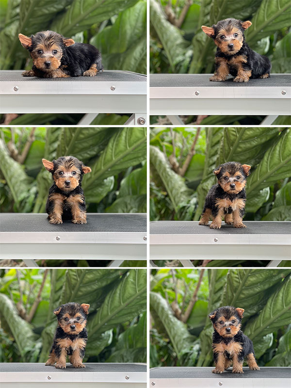 For Sale Mini Female Yorkshire Terrier Puppies
