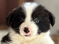 Jual Border Collie Puppy