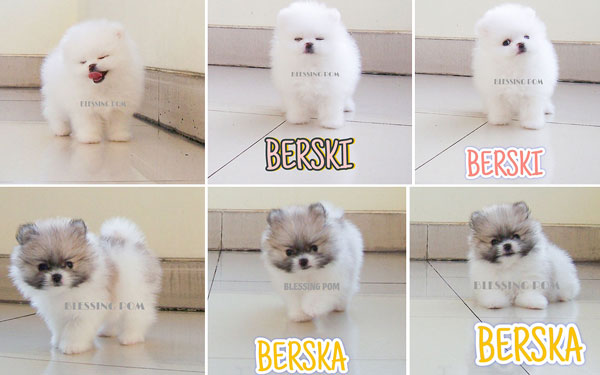 Dijual Anakan Pomeranian Betina Kualitas Bagus
