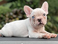 For Sale Puppy Male & Female White French Bulldog