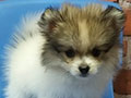 Jual 2 Ekor Pomeranian Diskon 50%