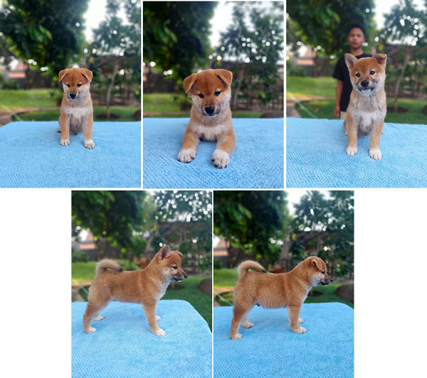 Jual Shiba Inu Show Prospek