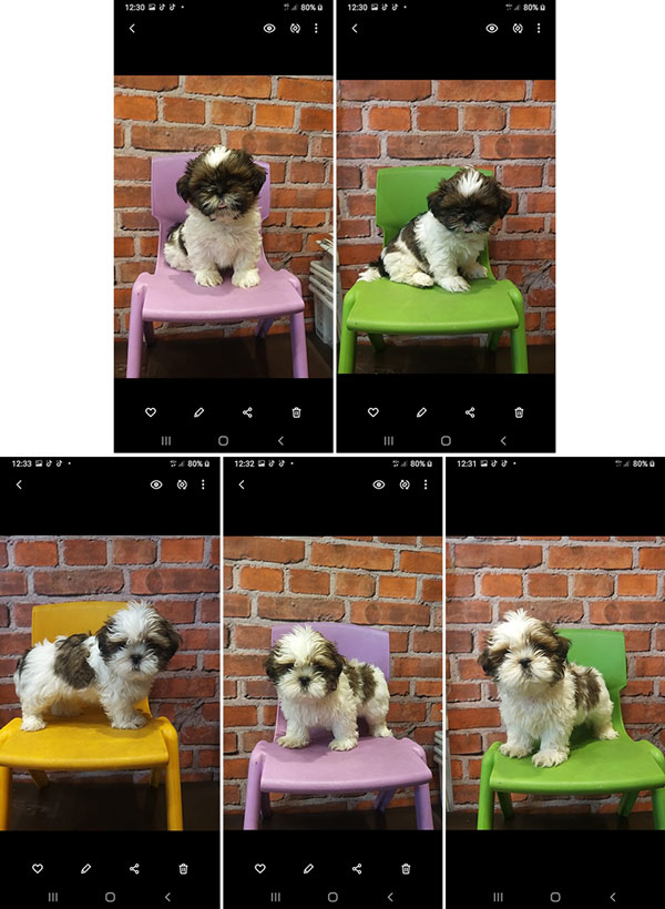 Jual 2 Ekor Mini Shih Tzu