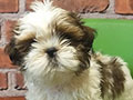 Jual 2 Ekor Mini Shih Tzu