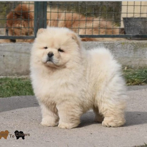 Jual Chow Chow Import Serbia