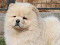 Jual Chow Chow Import Serbia
