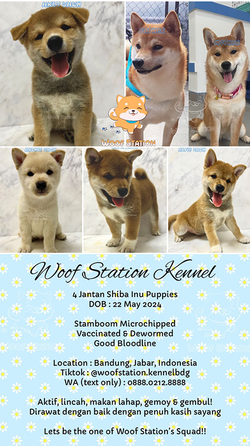 Shiba Inu Puppies