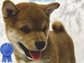 Shiba Inu Puppies