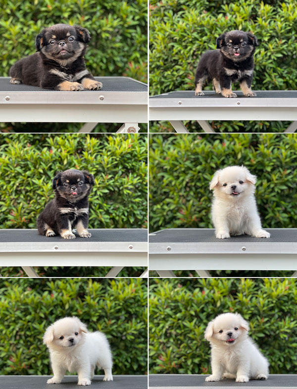  Puppy Mini Male Female Long Hair Chihuahua