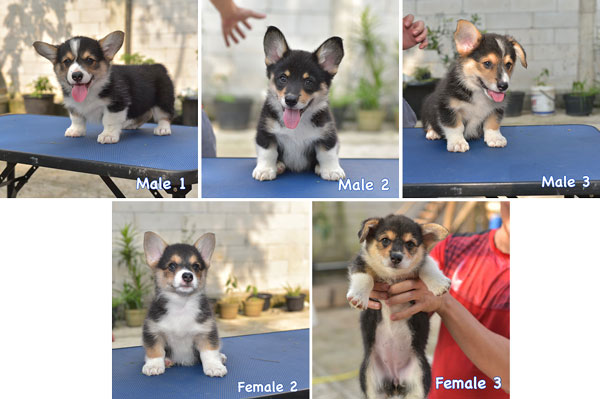 Available Pembroke Welsh Corgi