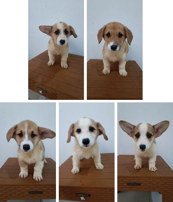 Jual 5 Ekor Pembroke Welsh Corgi