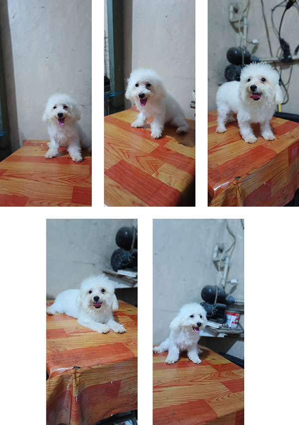 Sale White Toy Poodle