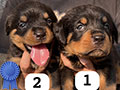 Rottweiler Puppy Keturunan Champion