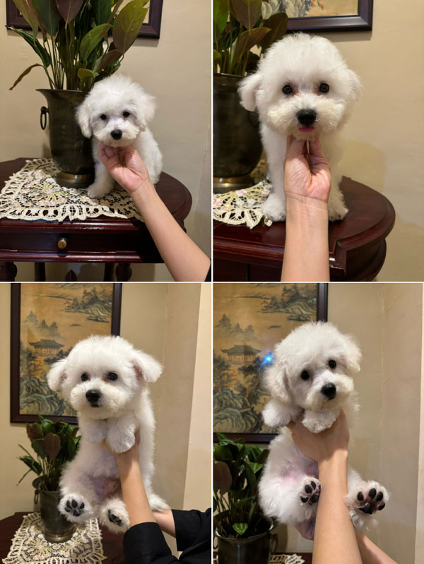 Dijual 2 Ekor Jantan Bichon Frise