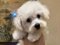 Dijual 2 Ekor Jantan Bichon Frise