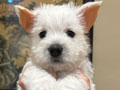 Westie Terrier Good Quality