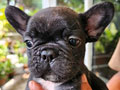 Jual Anakan Frenchie