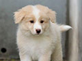 For Sale Border Collie Male