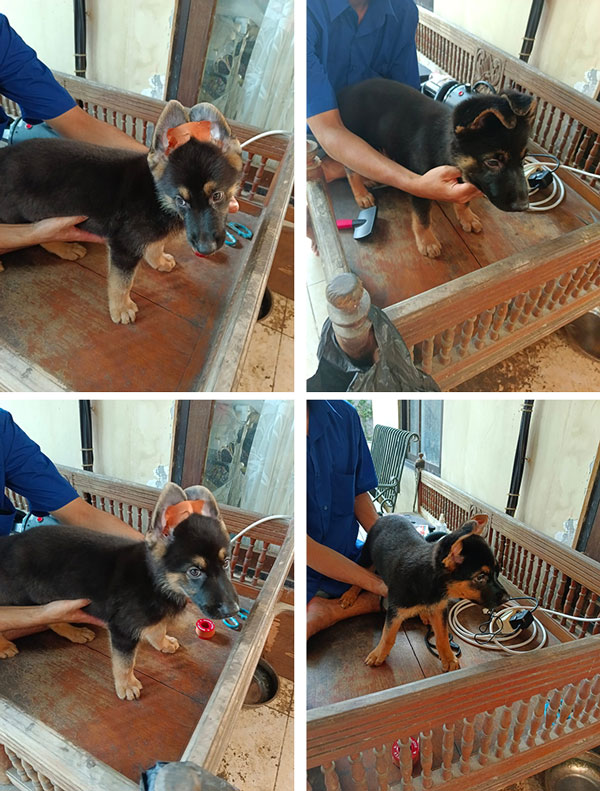 Jual Anak Anjing Herder