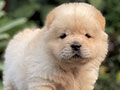For Sale Puppy Female Chow Chow