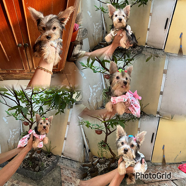 Good Quality Yorkshire Terrier Female