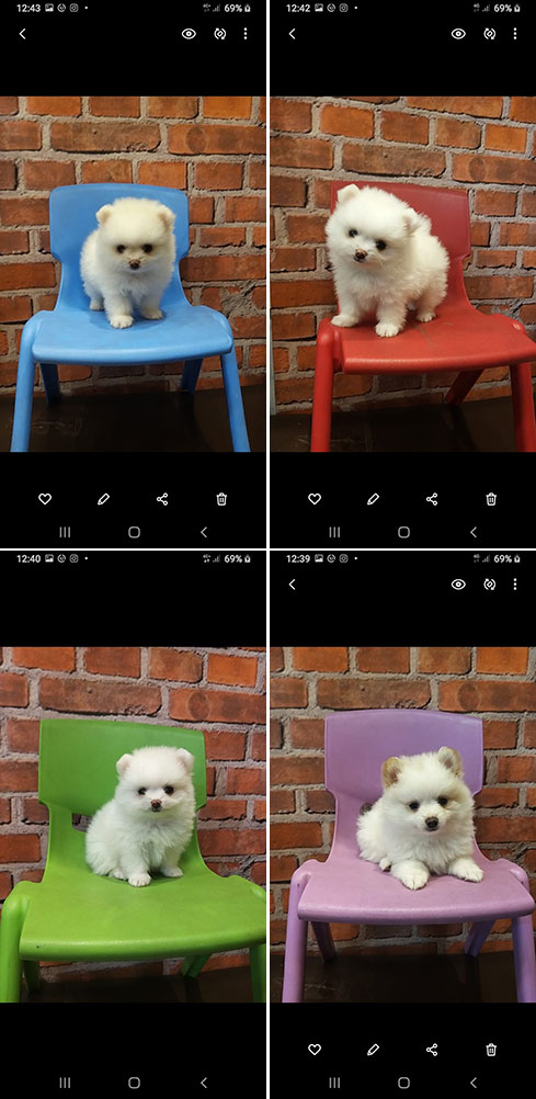 Super Mini Pomeranian