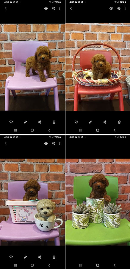 Jual Poodle