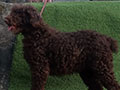 Dijual indukan Standard Poodle