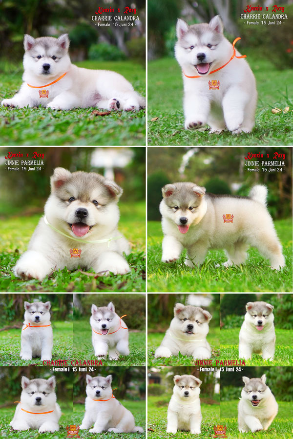 Jual 2 Female Alaskan Malamute Super High Quality