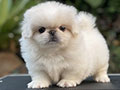 For Sale Puppy Male Pekingese