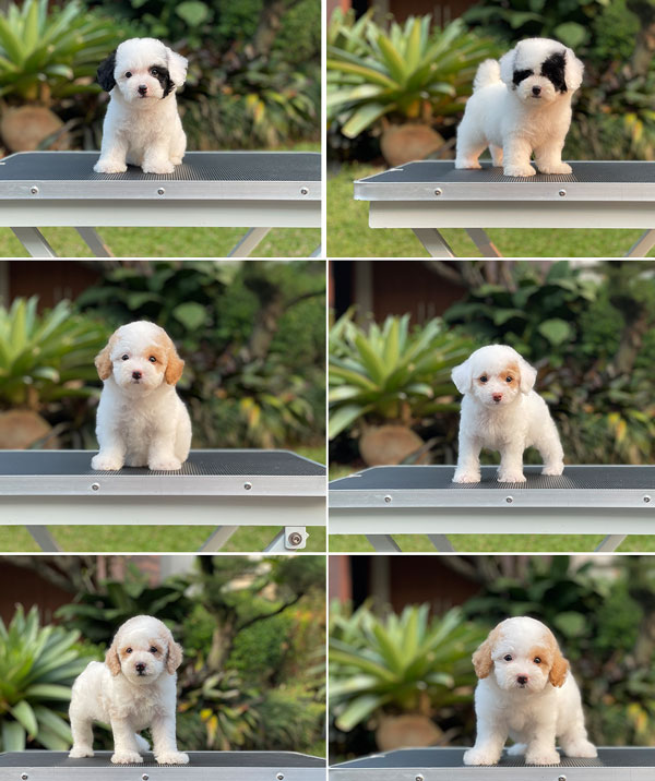 For Sale Puppy Tiny Male Female Parti Toy Poodle