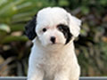 For Sale Puppy Tiny Male Female Parti Toy Poodle
