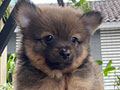Jual Mini Pom