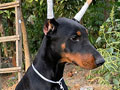 Doberman Pinscher Female