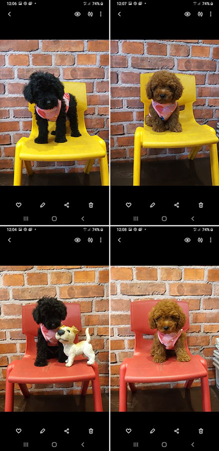 Jual Poodle Super Murah