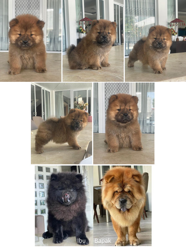Chow Chow Top Quality